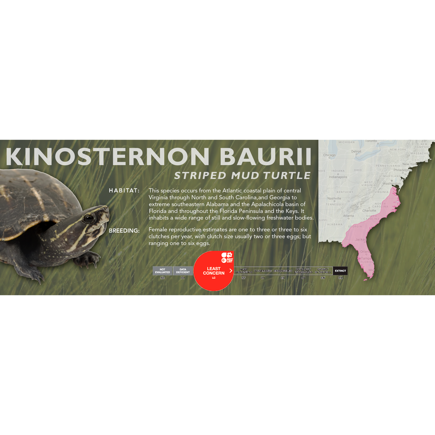 Striped Mud Turtle (Kinosternon baurii) - Classic Vivarium Label