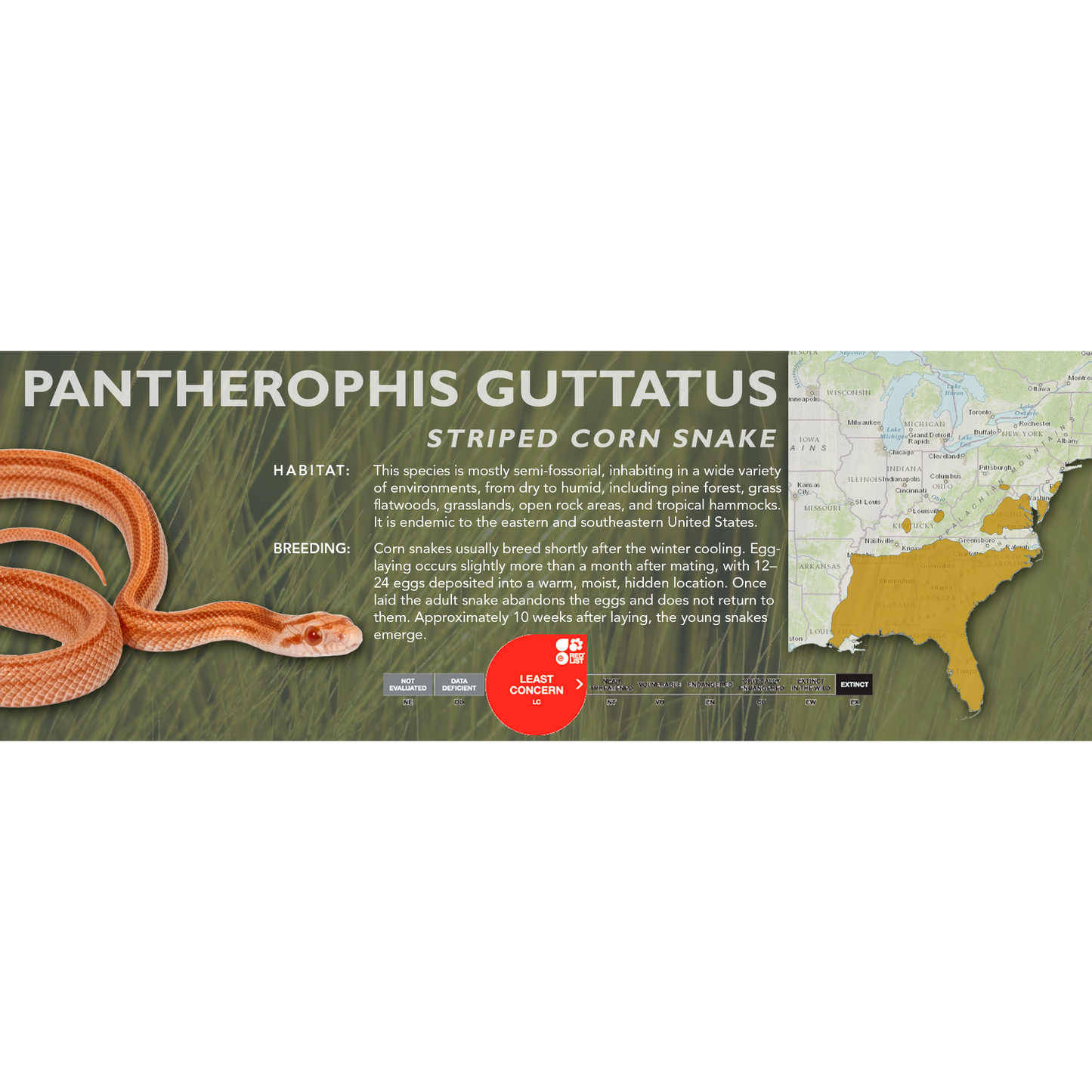 Corn Snake (Pantherophis guttatus) Classic Vivarium Label