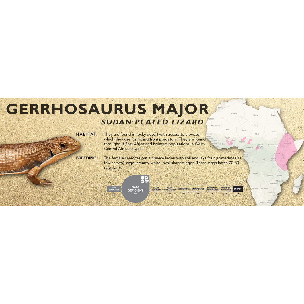 Sudan Plated Lizard (Gerrhosaurus major) Standard Vivarium Label