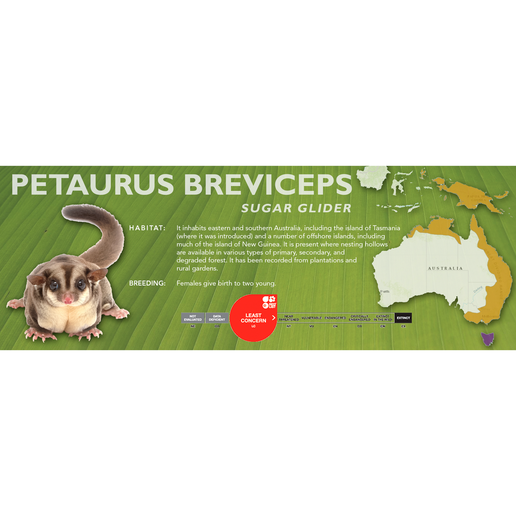 Sugar Glider (Petaurus breviceps) - Standard Vivarium Label