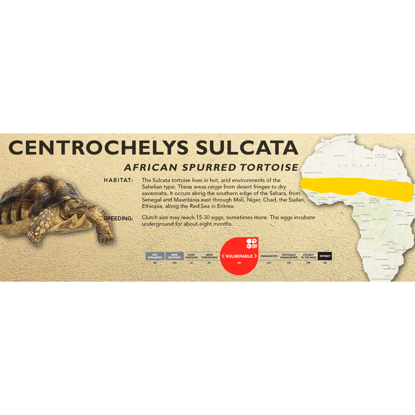 African Spurred Tortoise (Centrochelys sulcata) - Classic Vivarium Label