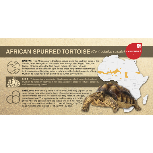 African Spurred Tortoise (Centrochelys sulcata) - Aluminum Sign