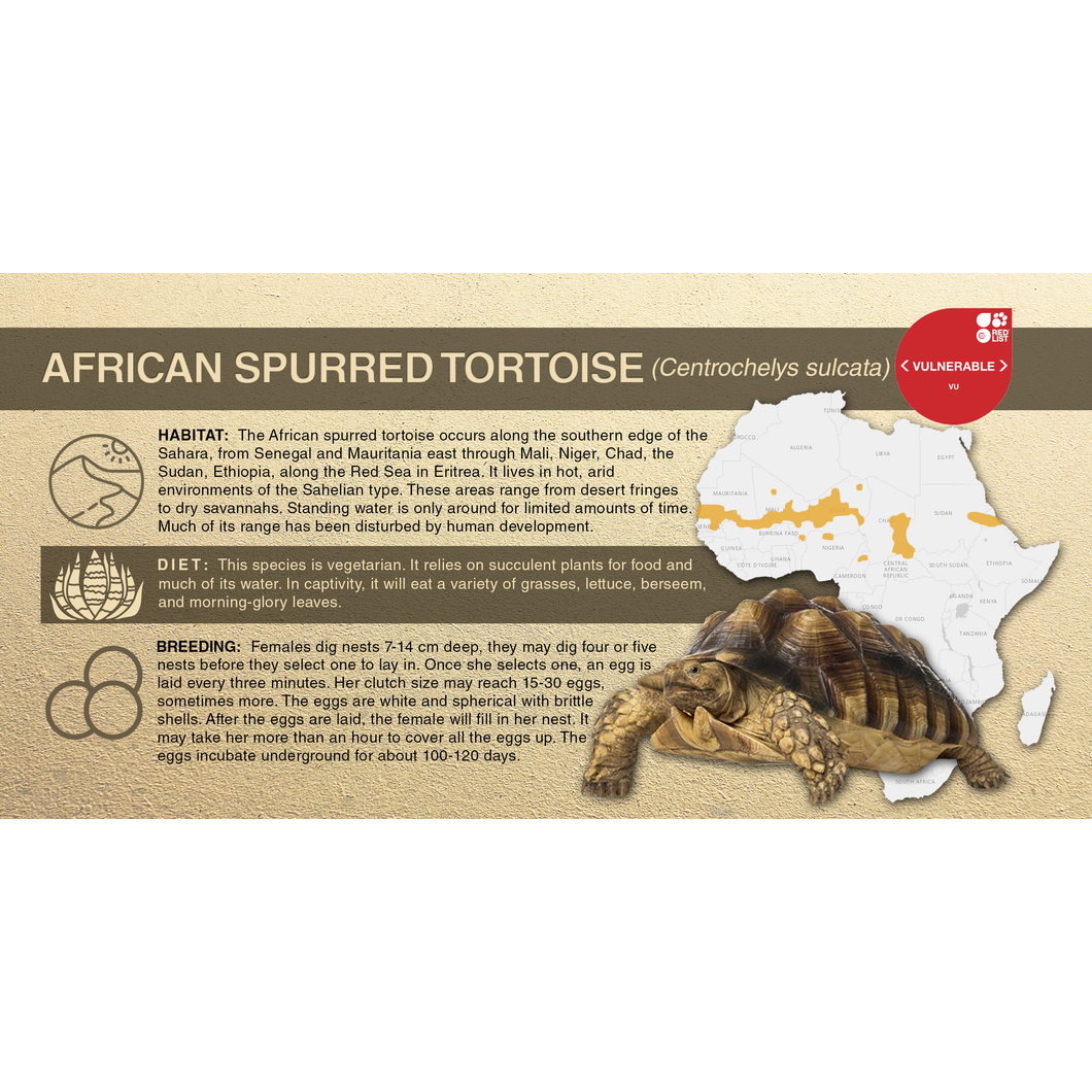 African Spurred Tortoise (Centrochelys sulcata) - Aluminum Sign