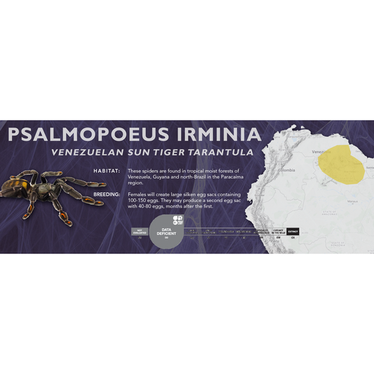 Venezuelan Sun Tiger Tarantula (Psalmopoeus irminia) - Classic Vivarium Label