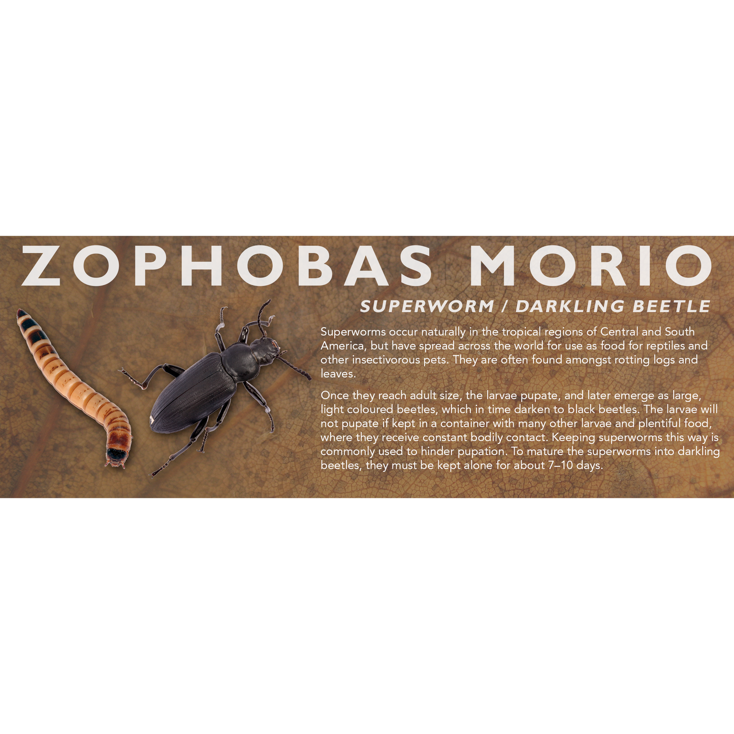 Zophobas morio (Superworm / Darkling Beetle) - Feeder Label