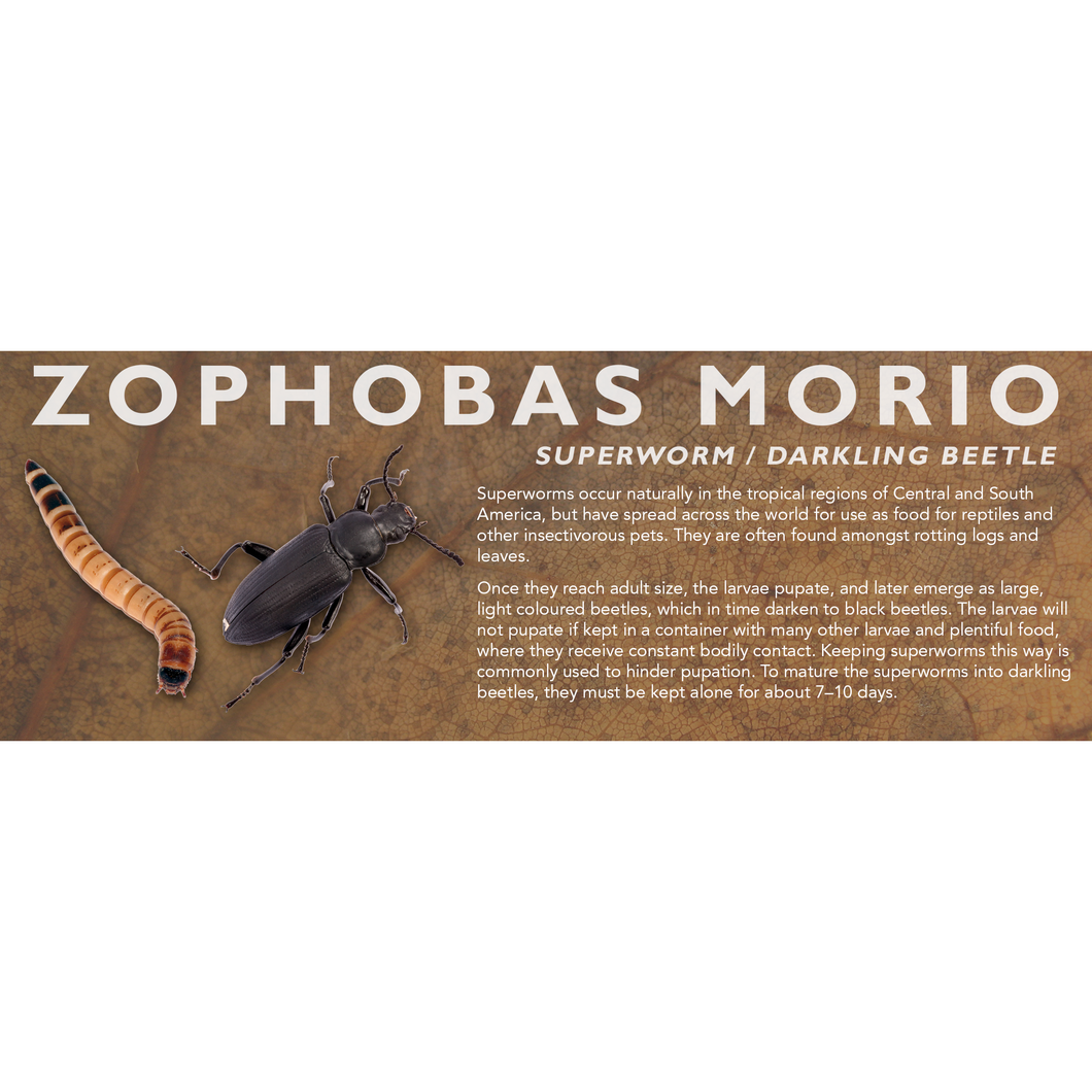 Zophobas morio (Superworm / Darkling Beetle) - Feeder Label