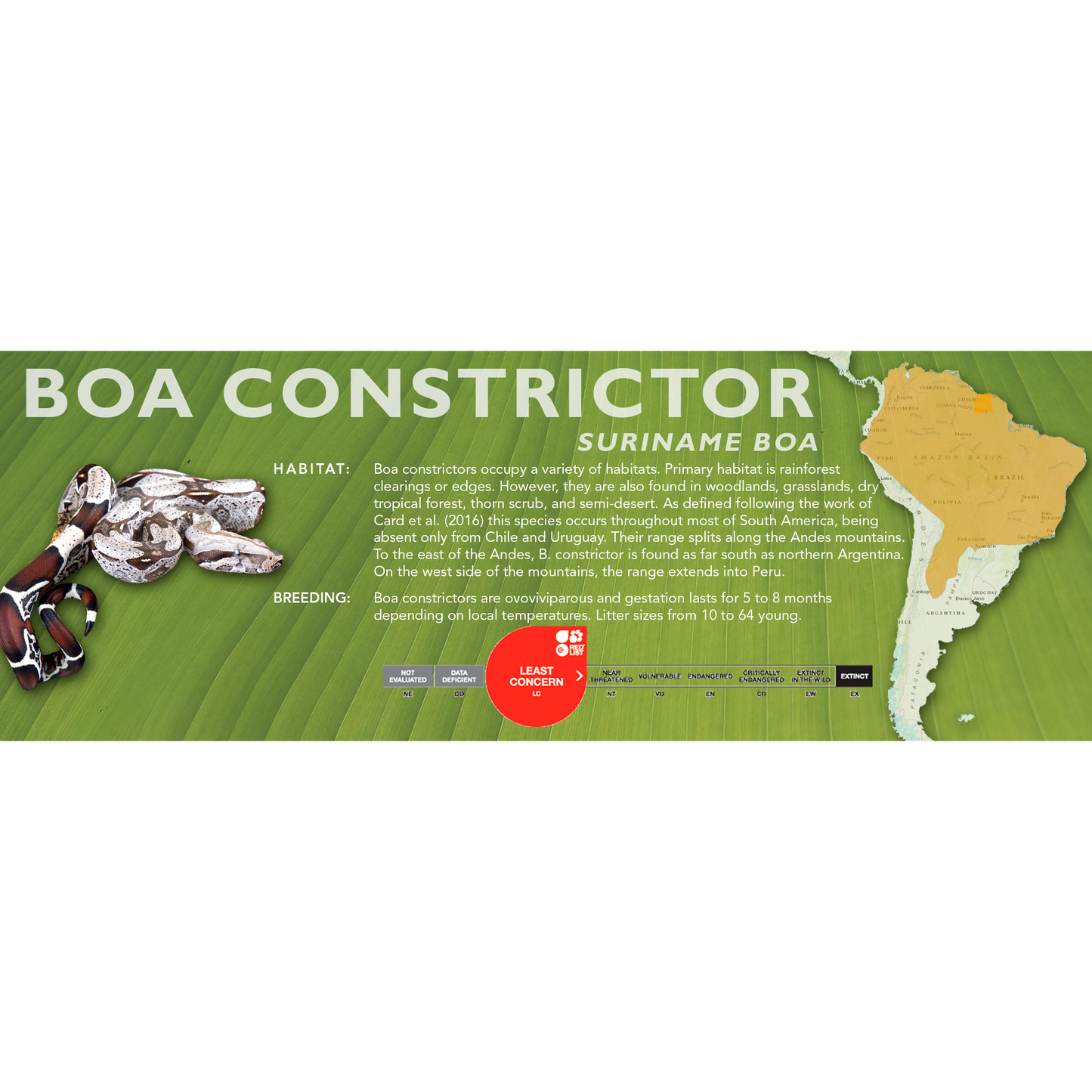 Red Tail Boa (Boa constrictor) Classic Vivarium Label