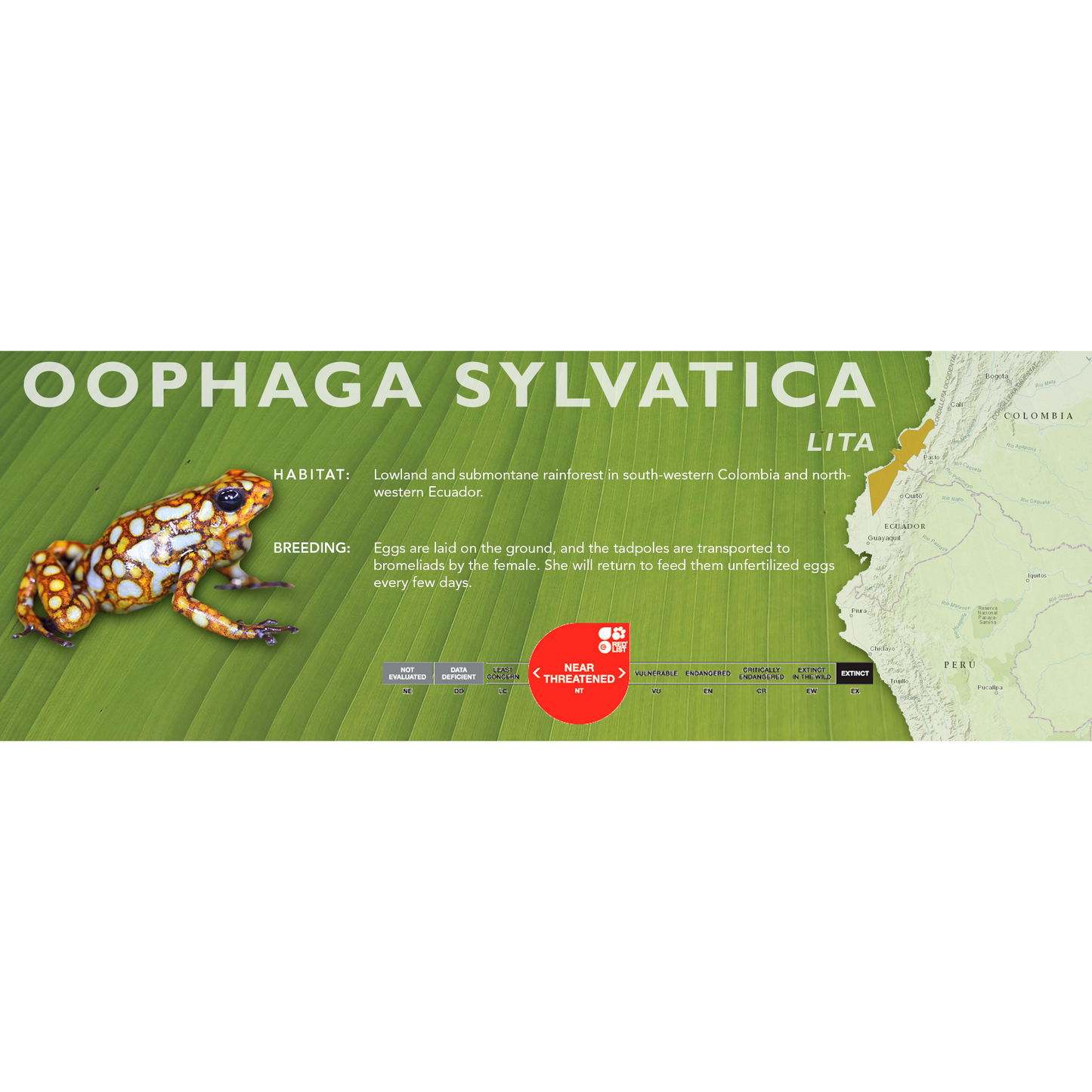 Oophaga sylvatica - Standard Vivarium Label