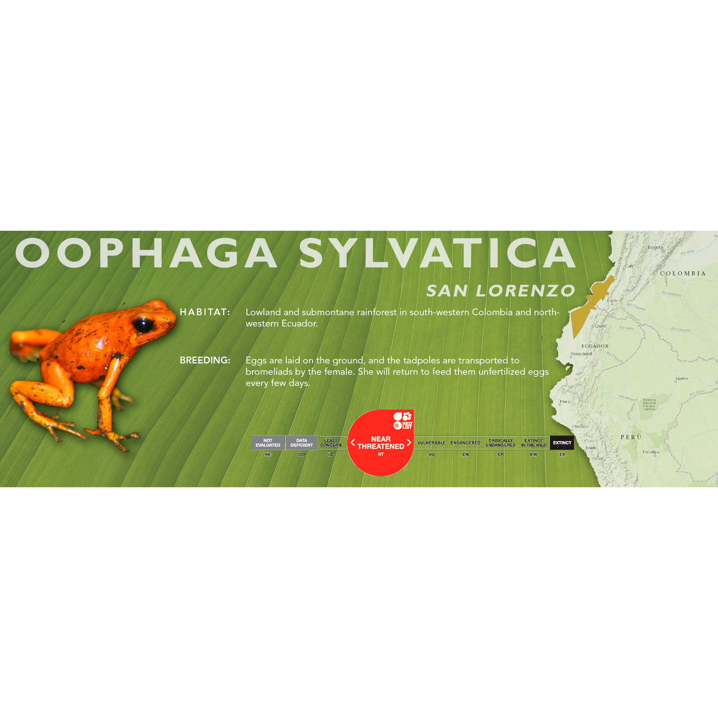 Oophaga sylvatica - Classic Vivarium Label
