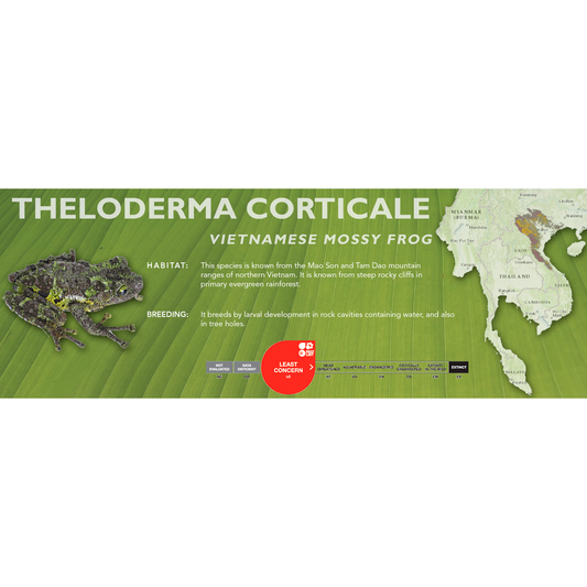 Vietnamese Mossy Frog (Theloderma corticale) - Classic Vivarium Label