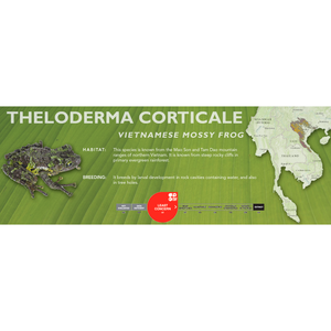 Vietnamese Mossy Frog (Theloderma corticale) - Standard Vivarium Label