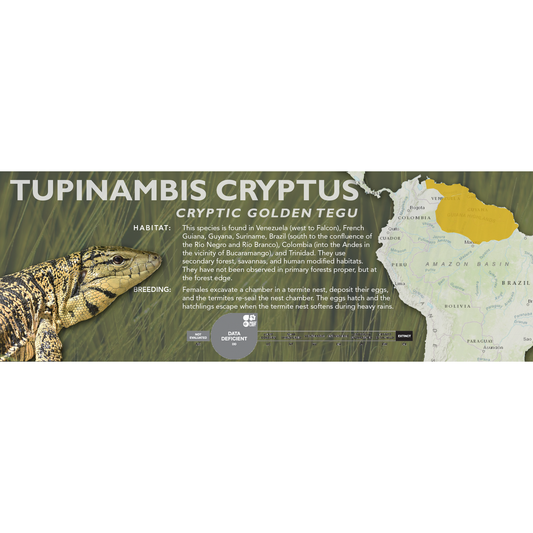 Cryptic Golden Tegu (Tupinambis cryptus) Classic Vivarium Label