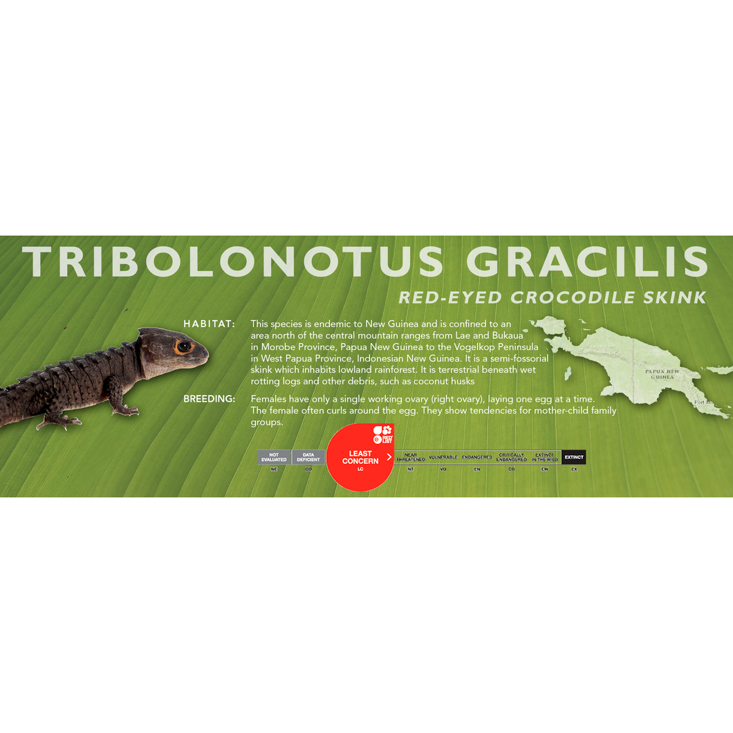 Red-Eyed Crocodile Skink (Tribolonotus gracilis) Standard Vivarium Label