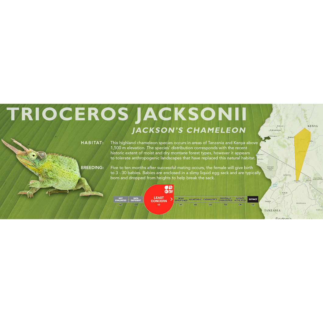 Jackson's Chameleon (Trioceros jacksonii) Standard Vivarium Label