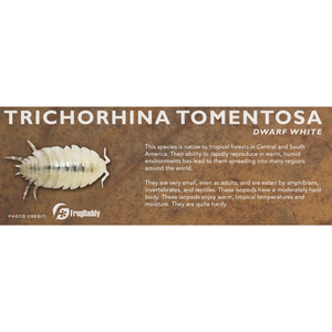 Trichorhina tomentosa (Dwarf White) - Isopod Label