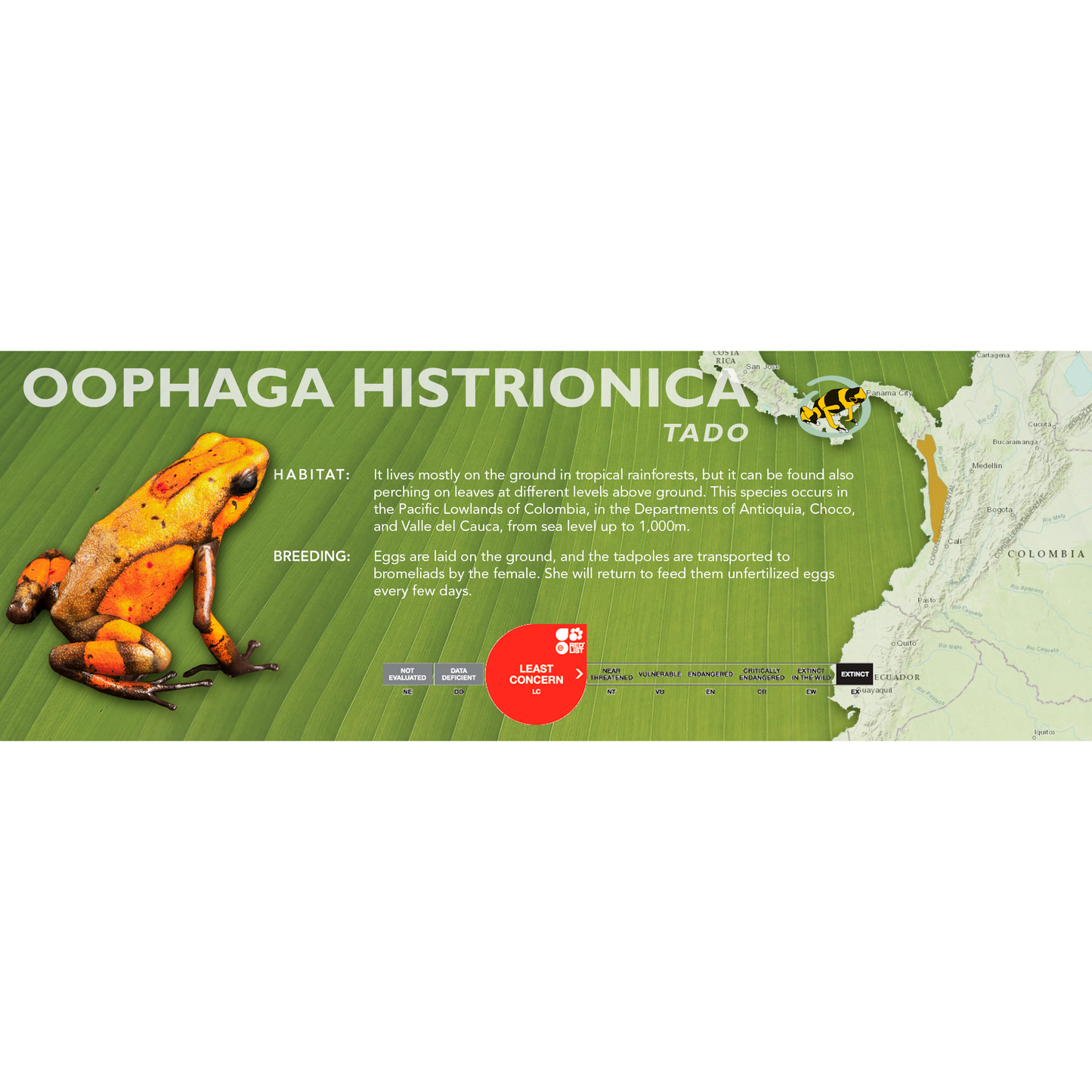 Oophaga histrionica - Classic Vivarium Label