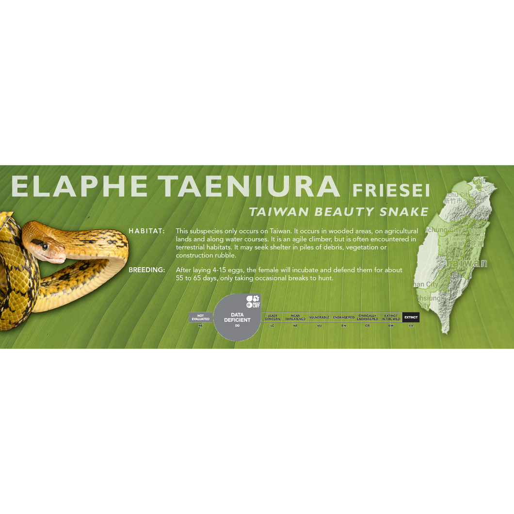 Taiwan Beauty Snake (Elaphe taeniura friesei) Standard Vivarium Label