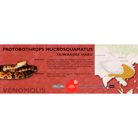 Taiwanese Habu (Protobothrops mucrosquamatus) Classic Vivarium Label