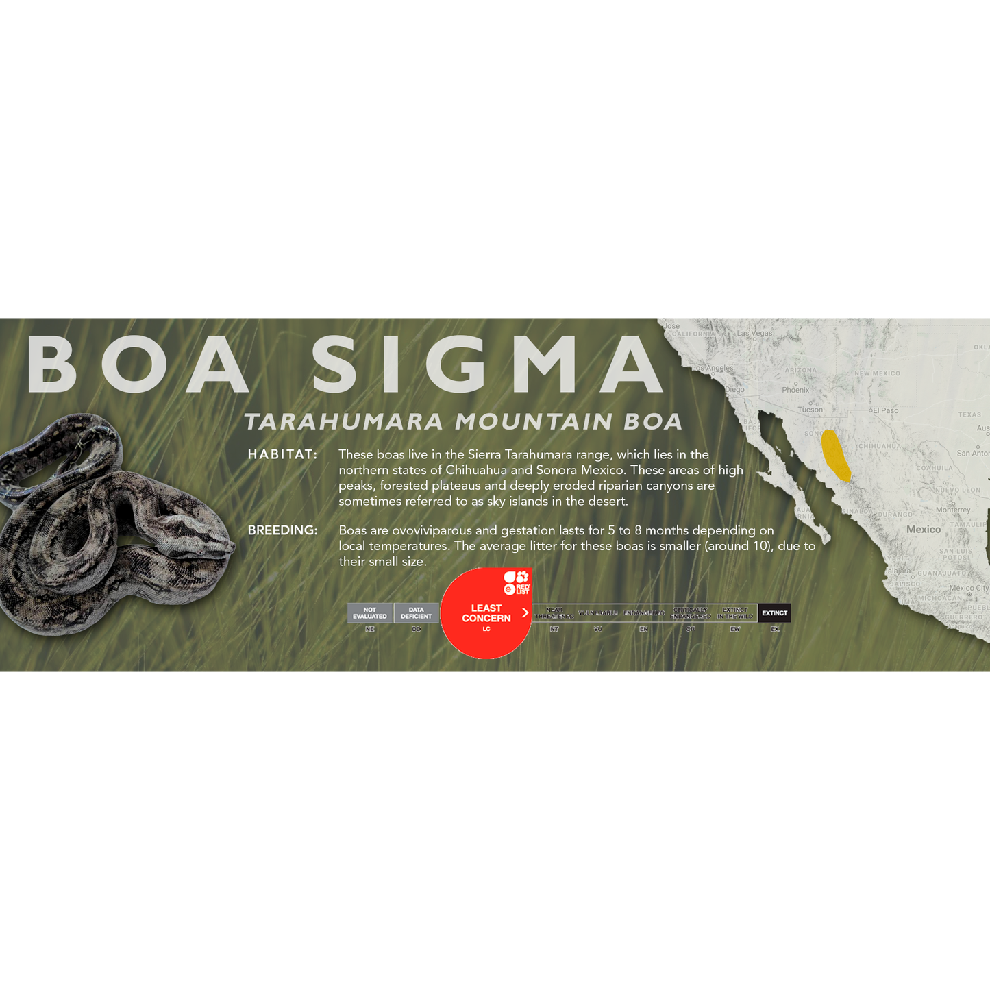 Tarahumara Mountain Boa (Boa sigma) Classic Vivarium Label