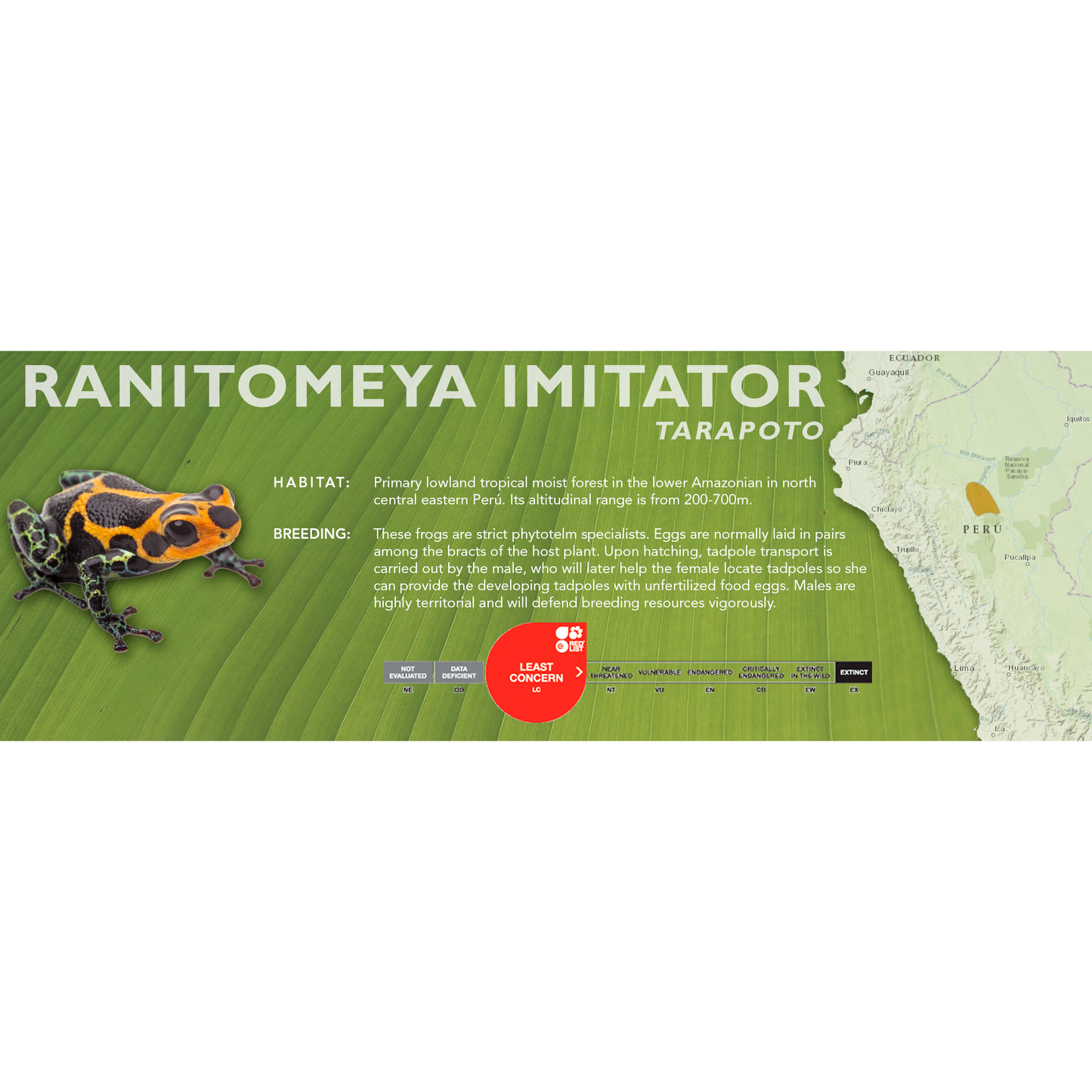 Ranitomeya imitator - Standard Vivarium Label