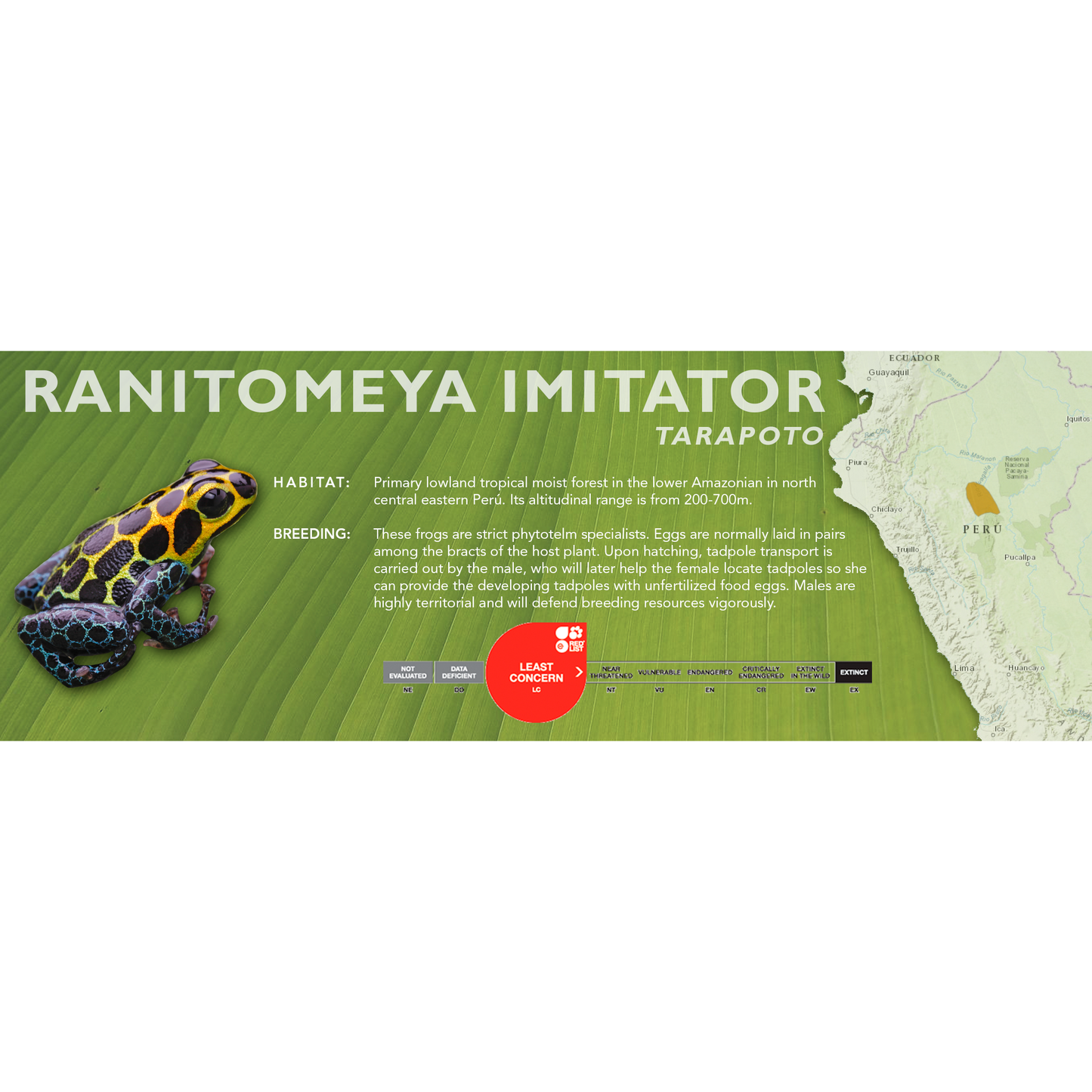 Ranitomeya imitator - Standard Vivarium Label