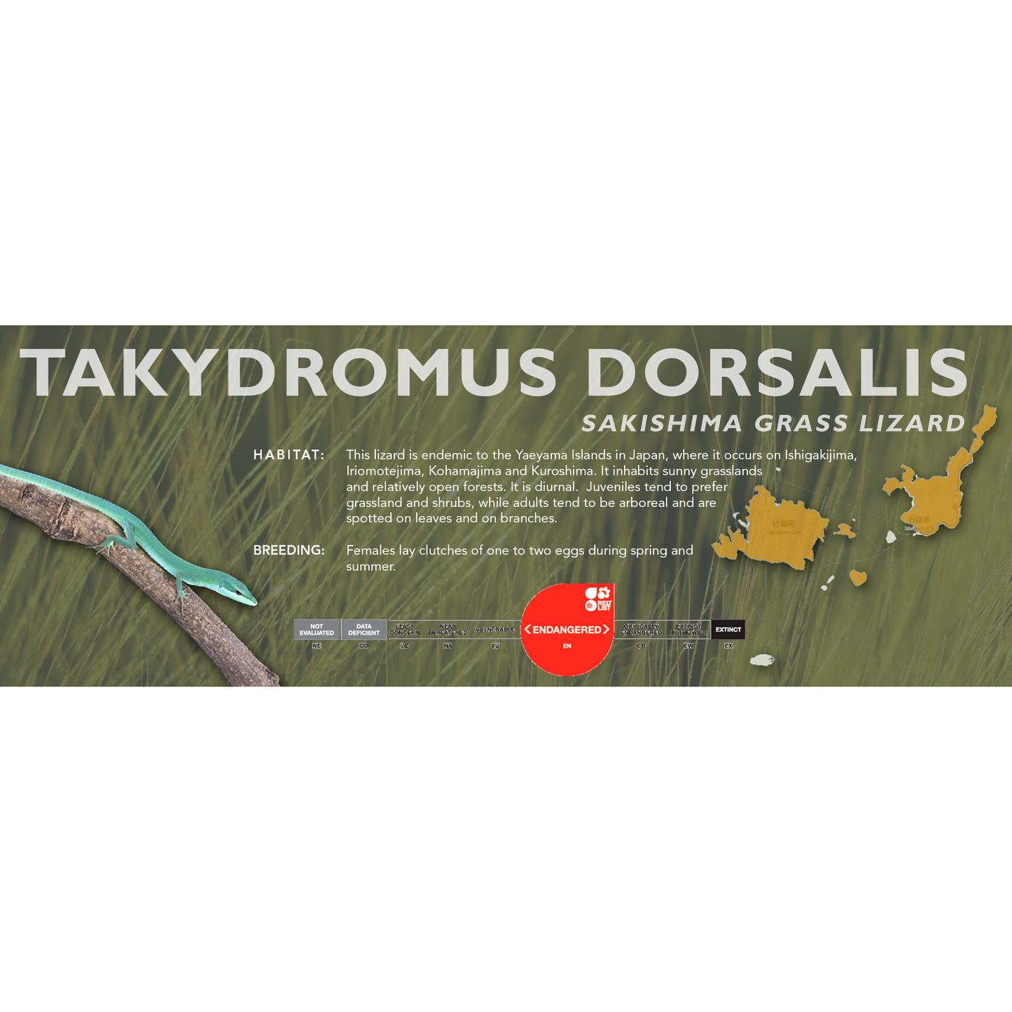 Sakishima Grass Lizard (Takydromus dorsalis) Classic Vivarium Label