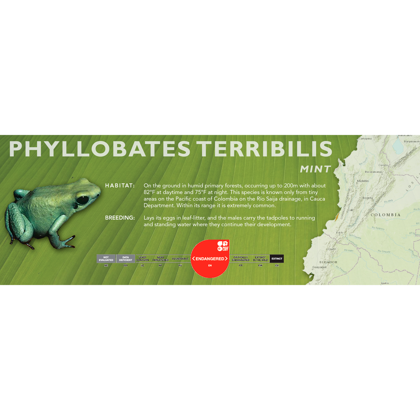 Phyllobates terribilis - Standard Vivarium Label