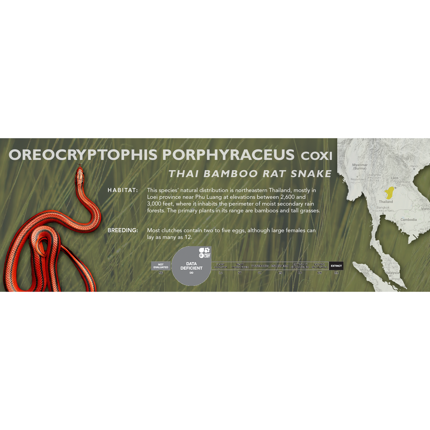 Thai Bamboo Rat Snake (Oreocryptophis porphyraceus coxi) Classic Vivarium Label
