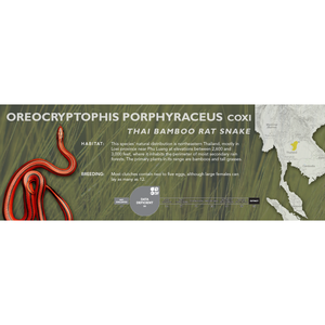 Thai Bamboo Rat Snake (Oreocryptophis porphyraceus coxi) Standard Vivarium Label