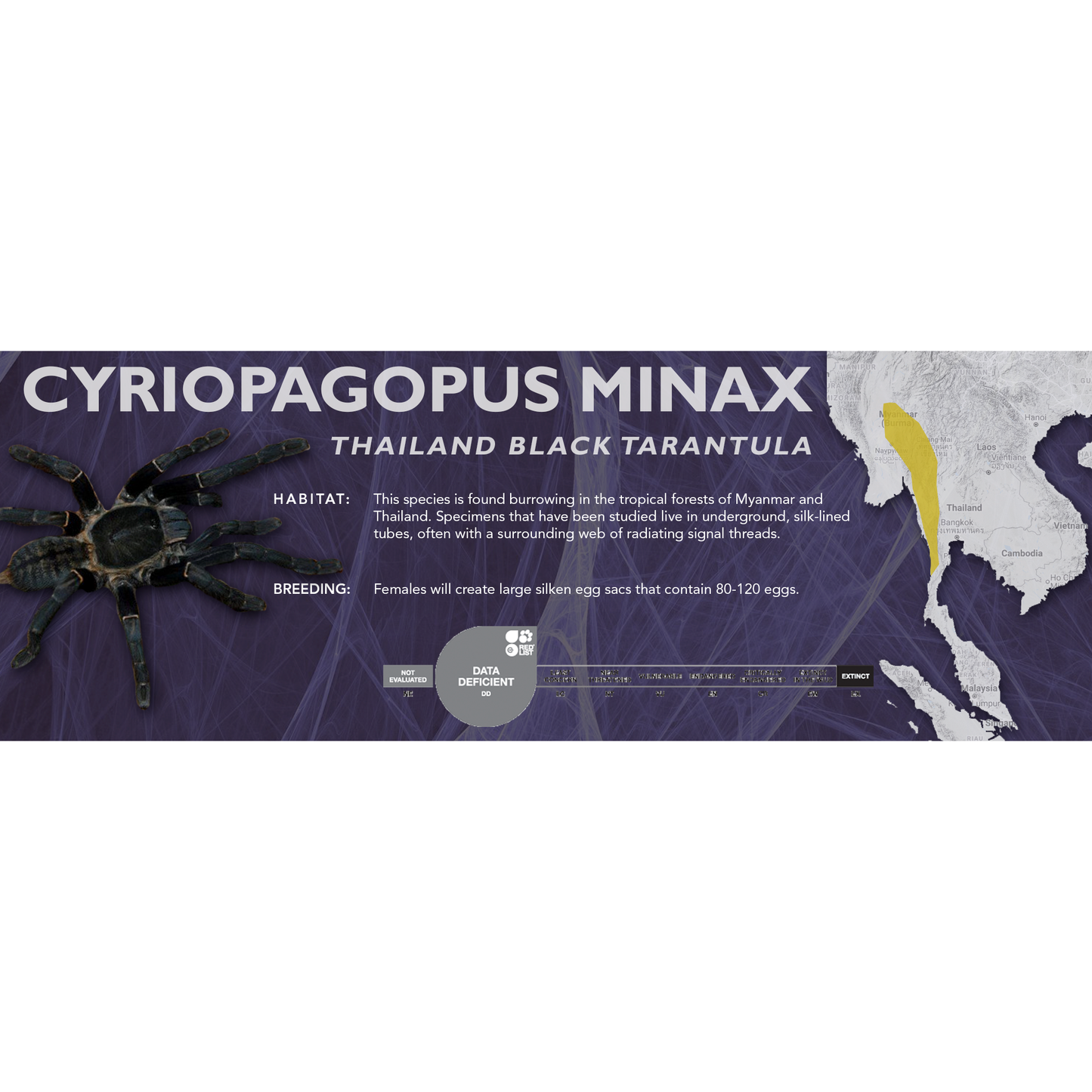 Thailand Black Tarantula (Cyriopagopus minax) - Standard Vivarium Label