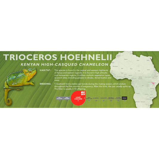 Kenyan High-Casqued Chameleon (Trioceros hoehnelii) Classic Vivarium Label