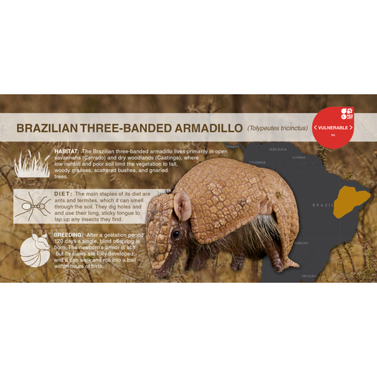 Brazilian Three-Banded Armadillo (Tolypeutes tricinctus) - Aluminum Sign