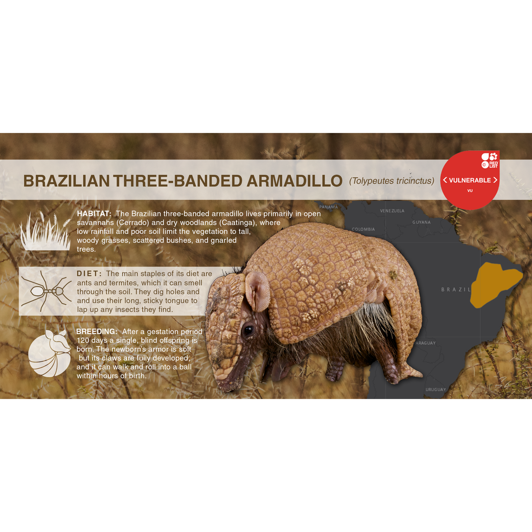 Brazilian Three-Banded Armadillo (Tolypeutes tricinctus) - Aluminum Sign