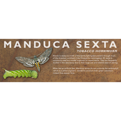 Manduca sexta (Tobacco Hornworm) - Feeder Label