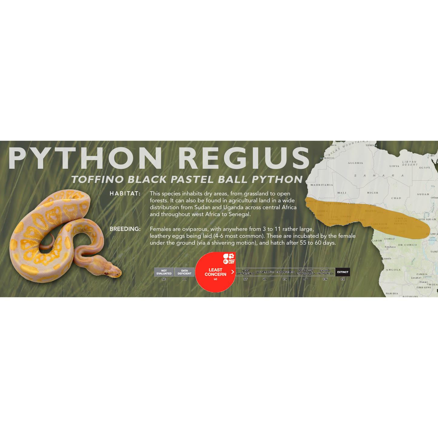 Ball Python (Python regius) Classic Vivarium Label