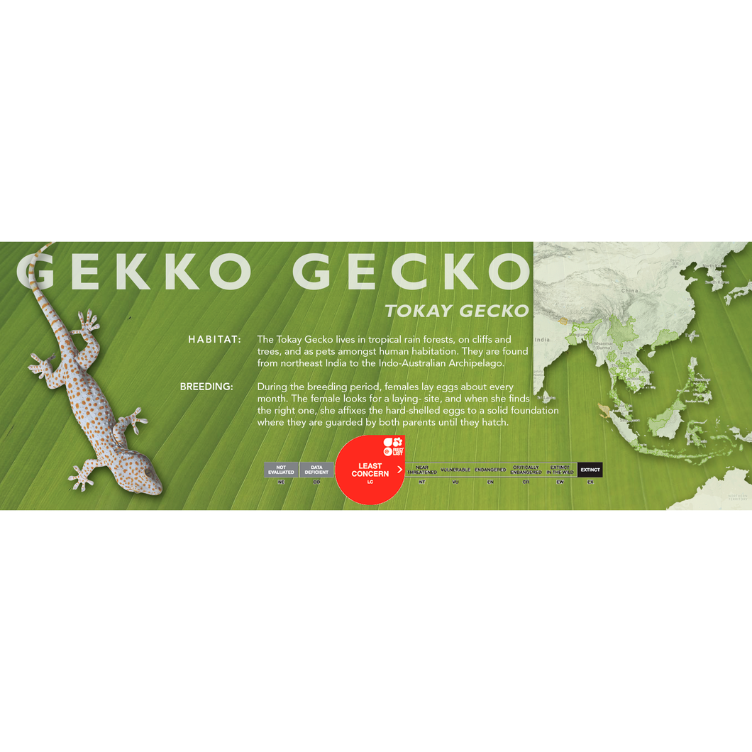 Tokay Gecko (Gekko gekco) Standard Vivarium Label