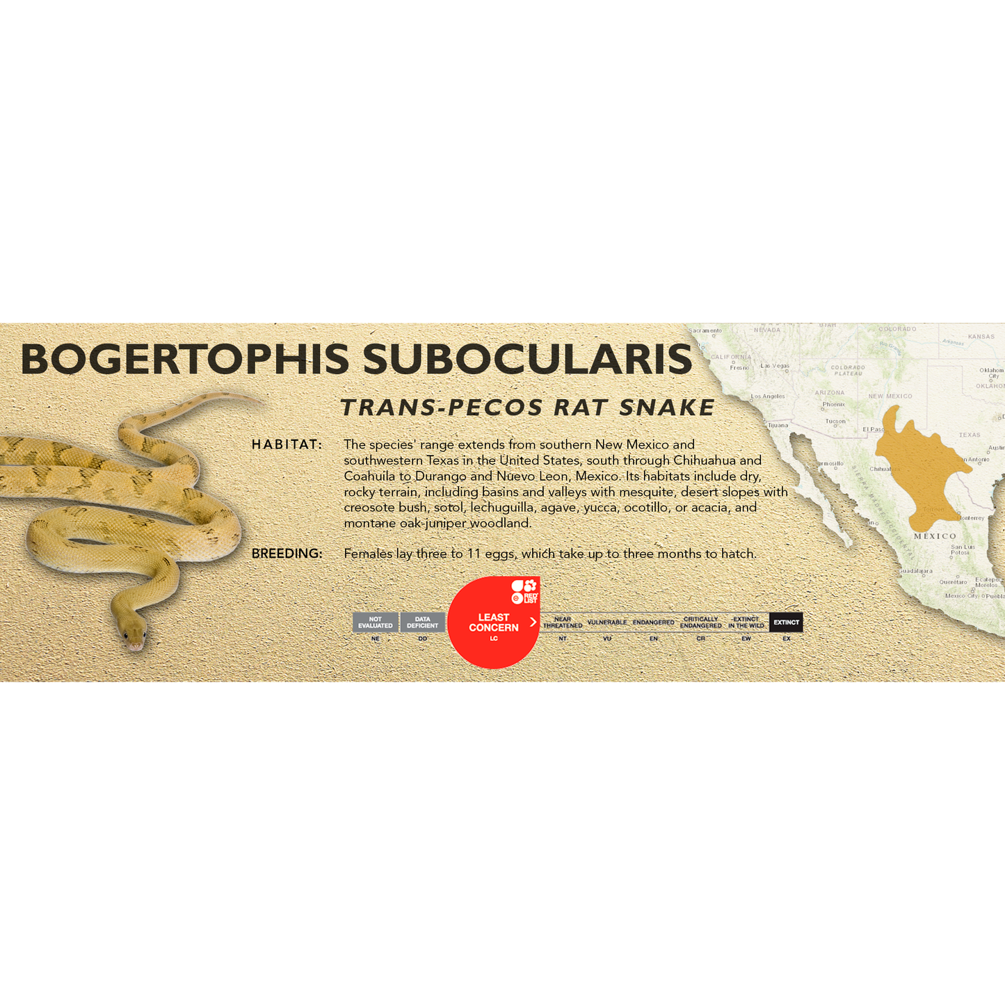 Trans-Pecos Rat Snake (Bogertophis subocularis) Classic Vivarium Label