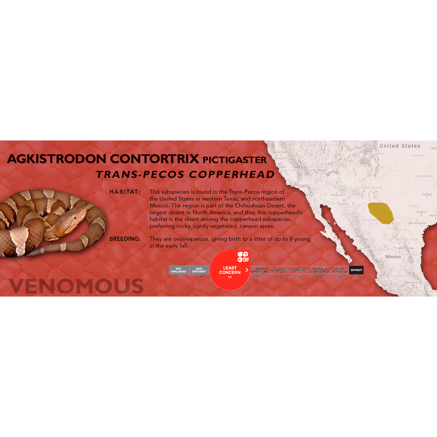 Copperhead (Agkistrodon contortrix) Standard Vivarium Label