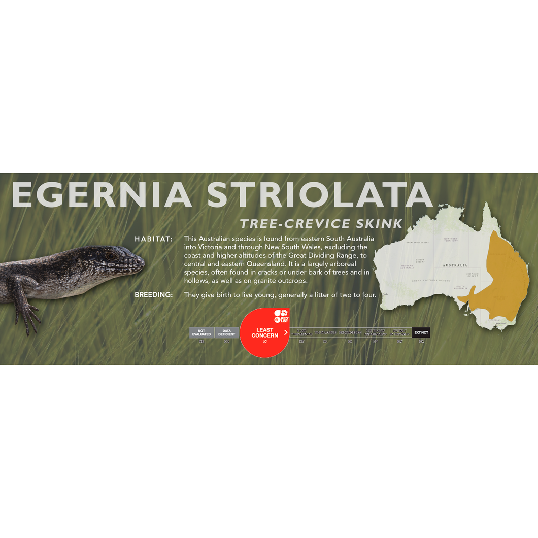 Tree-Crevice Skink (Egernia striolata) Standard Vivarium Label