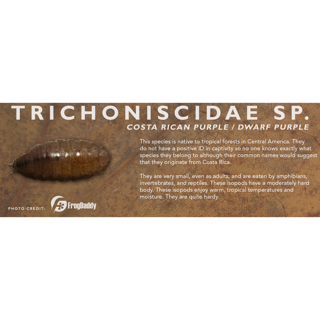 Trichoniscidae sp. (Costa Rican Dwarf Purple) - Isopod Label