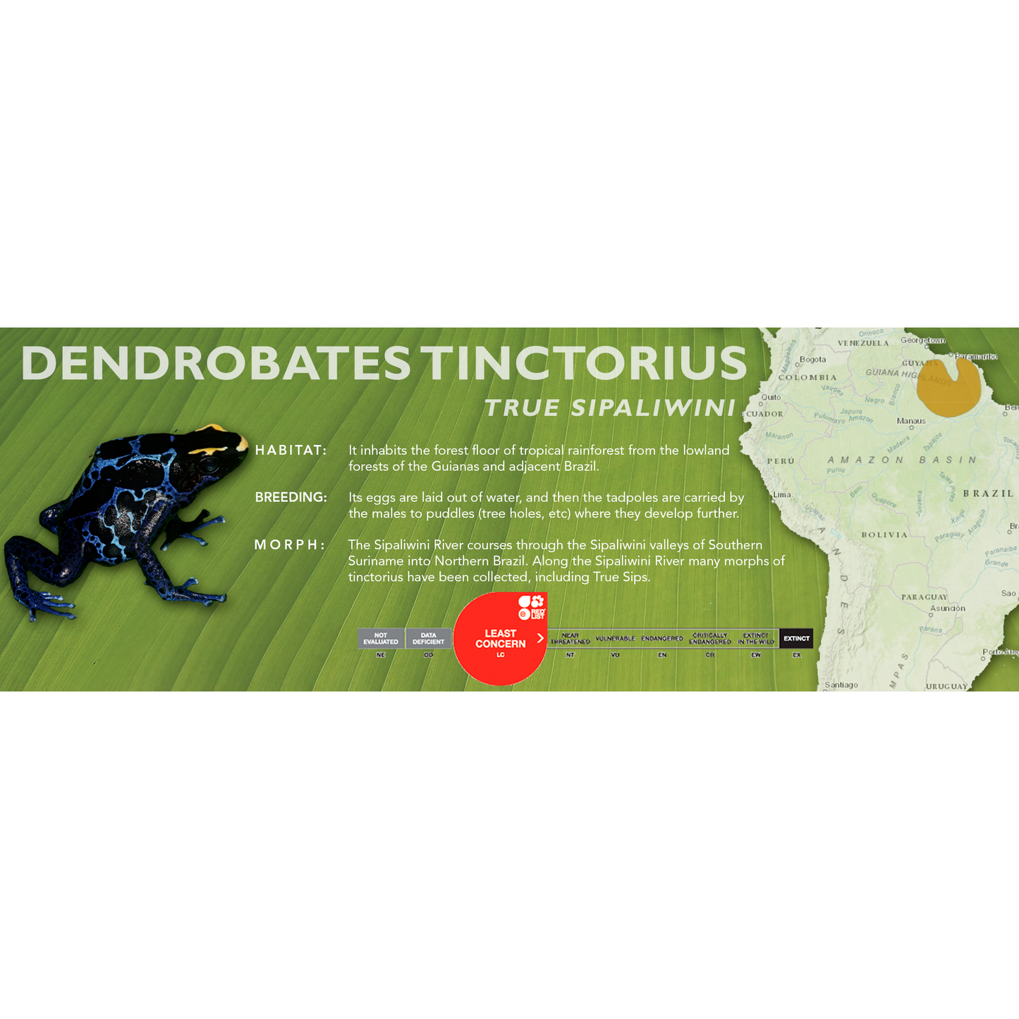 Dendrobates tinctorius - Standard Vivarium Label