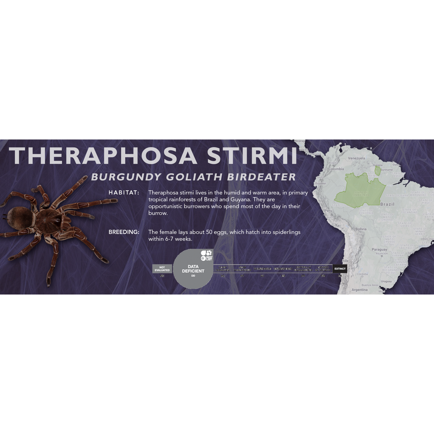 Burgundy Goliath Birdeater (Theraphosa stirmi) - Classic Vivarium Label