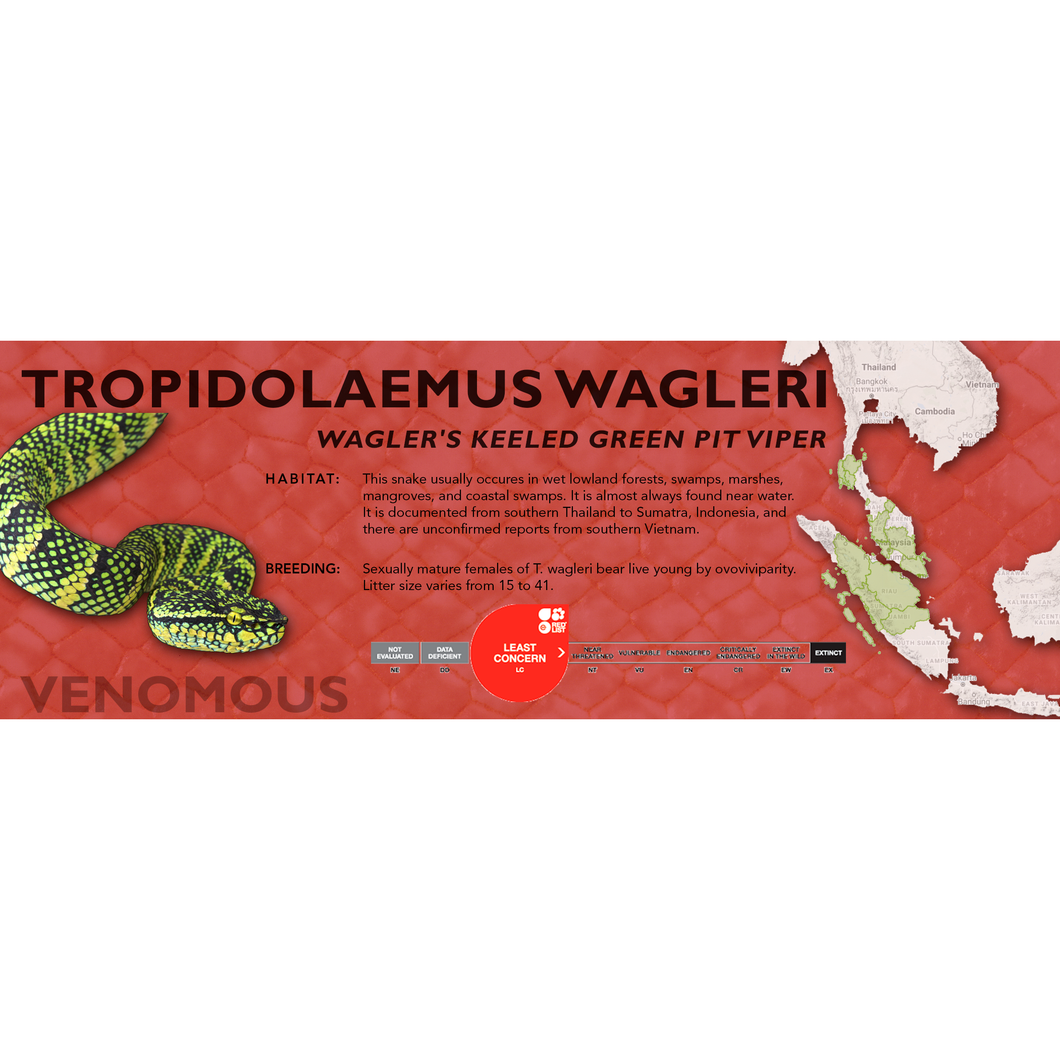 Wagler's Keeled Green Pit Viper (Tropidolaemus wagleri) Standard Vivarium Label