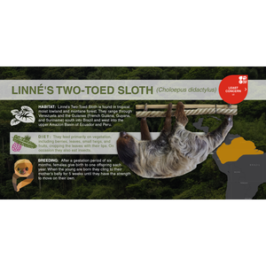 Linné's Two-Toed Sloth (Choloepus didactylus) - Aluminum Sign