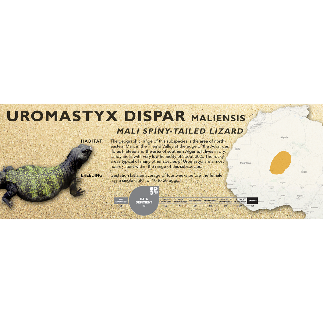 Sudan Mastigure (Uromastyx dispar) Standard Vivarium Label