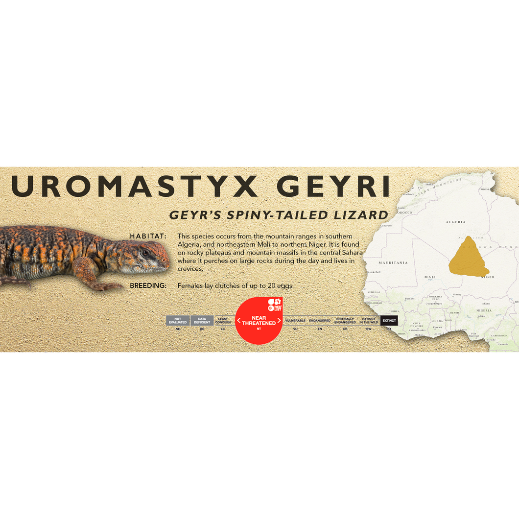 Geyr’s Spiny-Tailed Lizard (Uromastyx geyri) Standard Vivarium Label