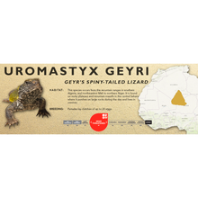 Load image into Gallery viewer, Geyr’s Spiny-Tailed Lizard (Uromastyx geyri) Standard Vivarium Label