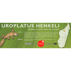 Henkel's Leaf-Tailed Gecko (Uroplatus henkeli) Standard Vivarium Label