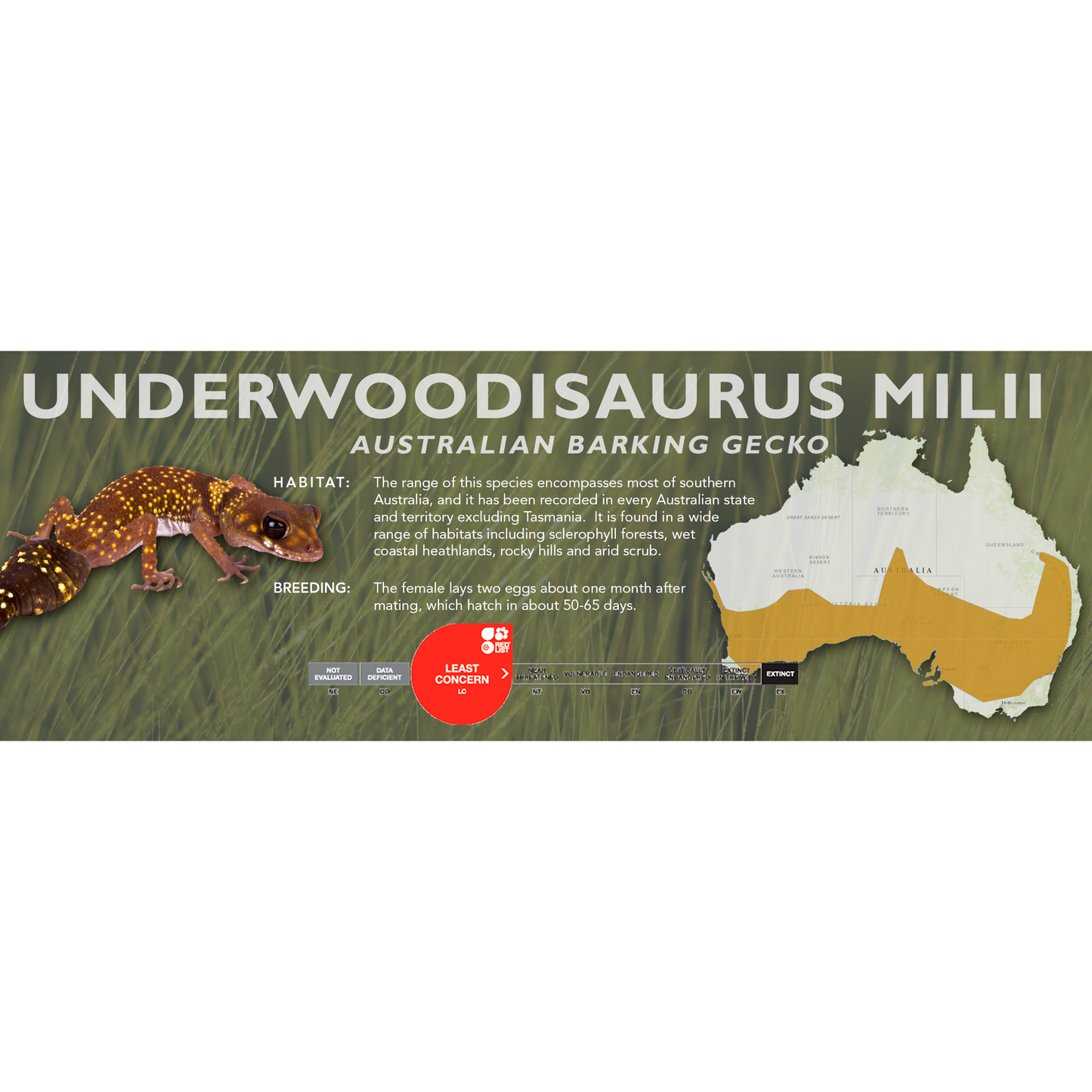 Australian Barking Gecko (Underwoodisaurus milii) Classic Vivarium Label