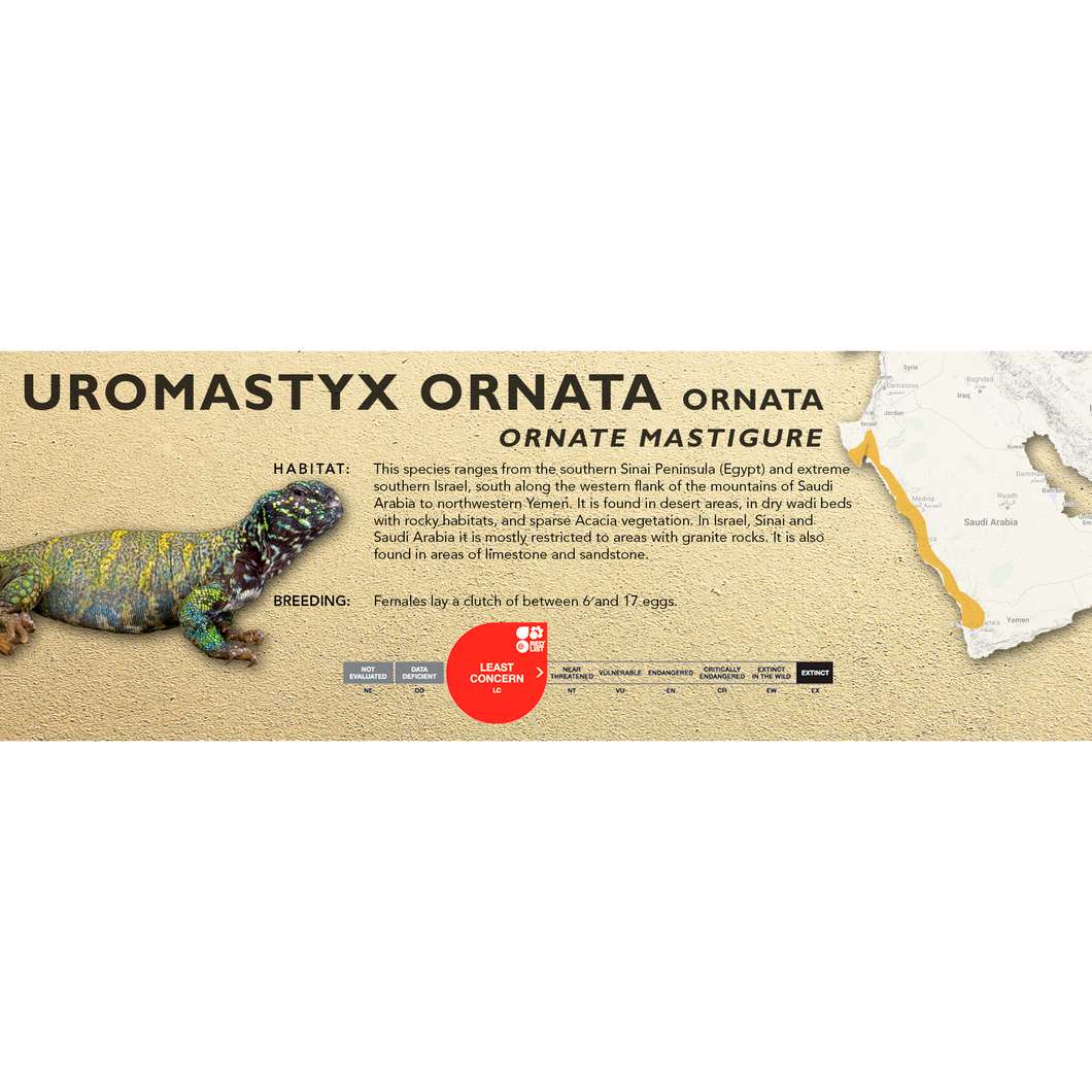 Ornate Mastigure (Uromastyx ornata) Standard Vivarium Label